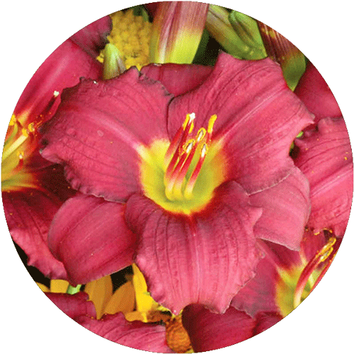 A red Daylily bloom.